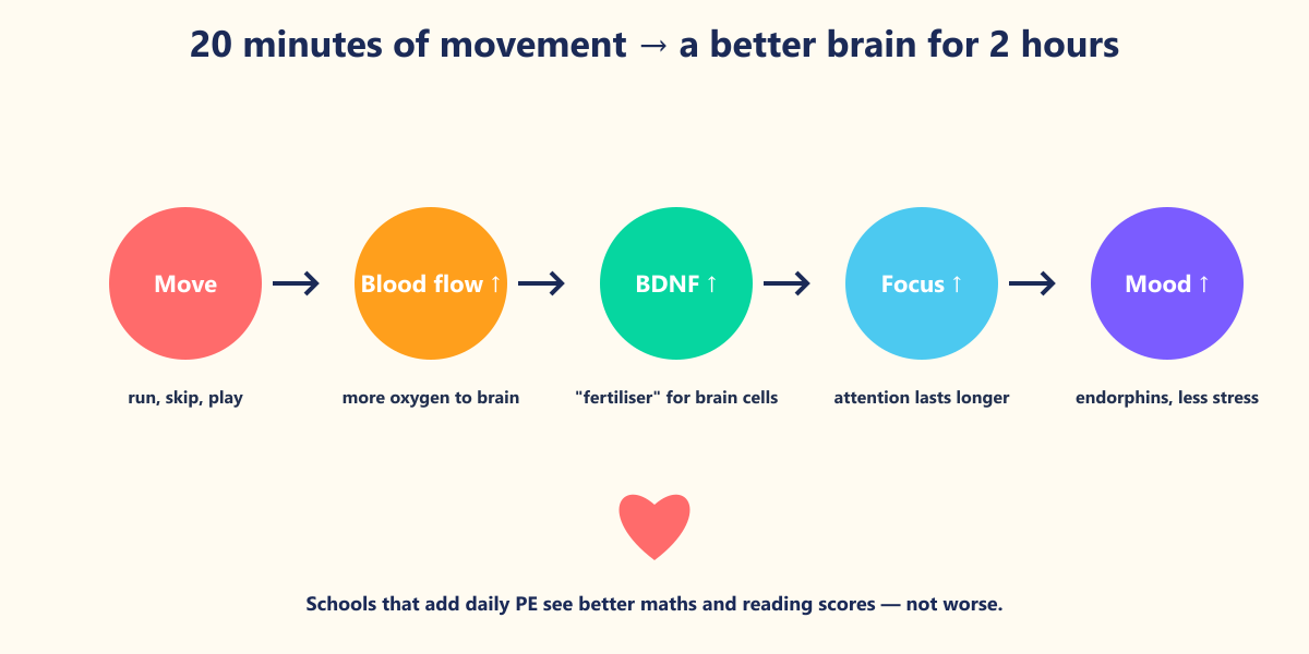 The chain from movement to marks. BDNF (brain-derived neurotrophic factor) is the protein Ratey calls "Miracle-Gro for the brain".