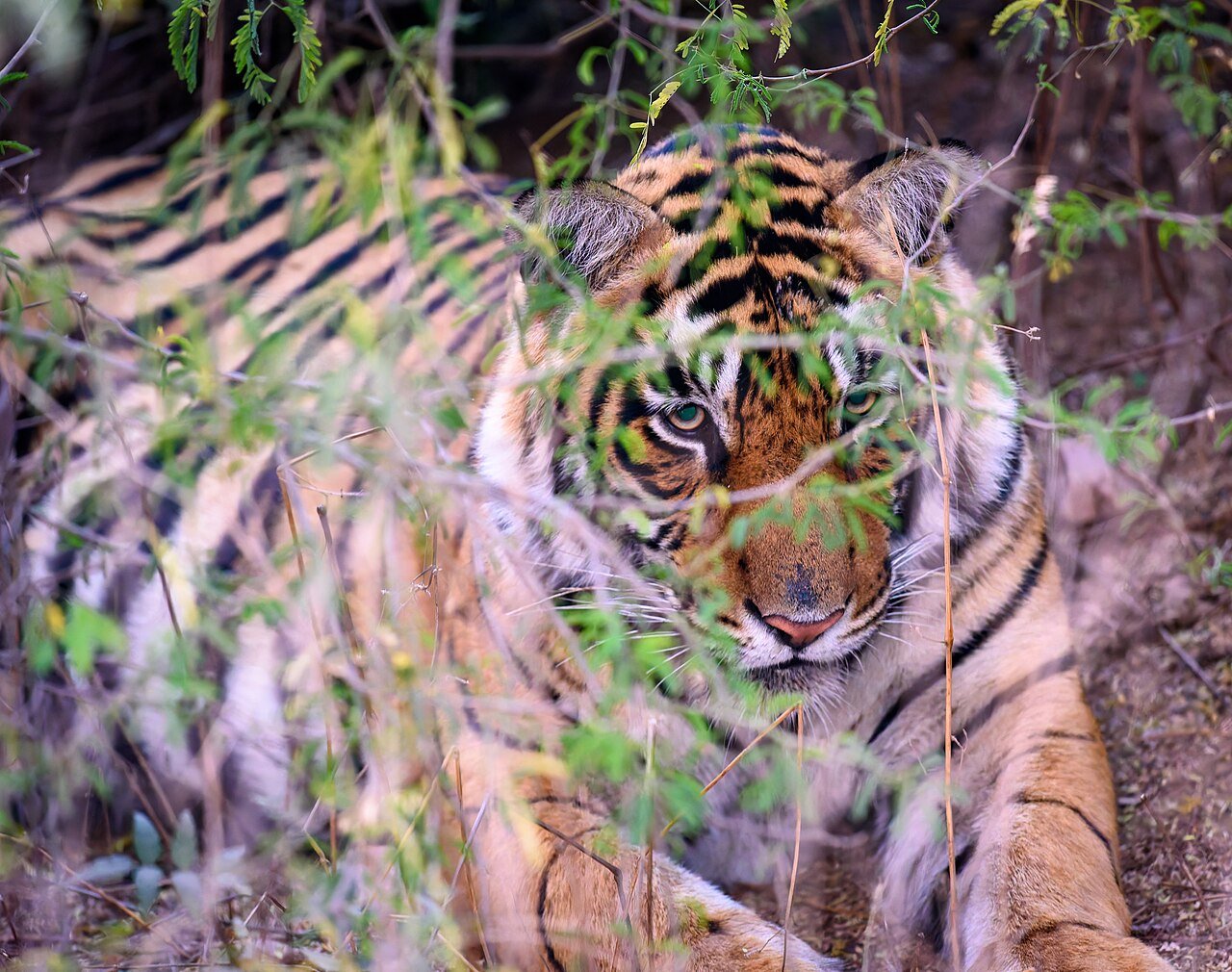 A wild Bengal tiger in Ranthambore