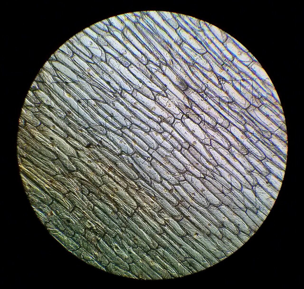 Onion cells under a light microscope