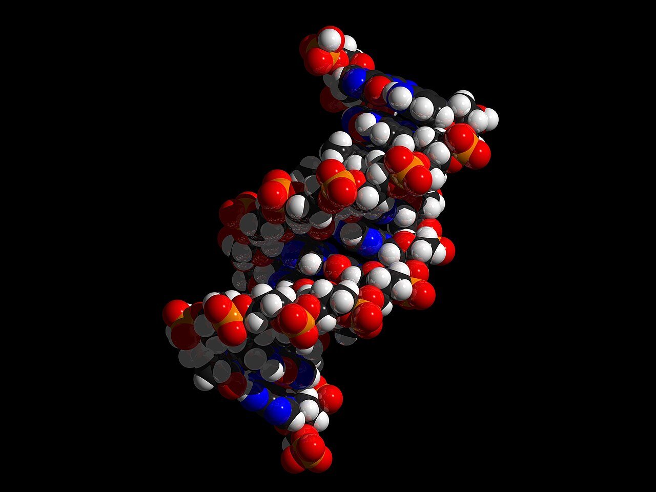 A model of the DNA double helix