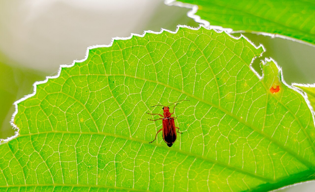 A green leaf, lit from behind